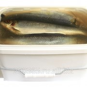 Сельдь + 550 неразделанная в слабо-солевой заливке банка п/п (квадрат) закладка рыбы 4 кг фото