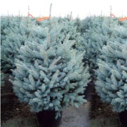 Садовый центр “GREEN“ фото