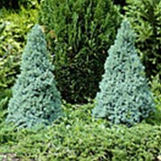 Ель канадская Голубая Сандерс Блю (Picea glauca 'Sander's Blue') фото