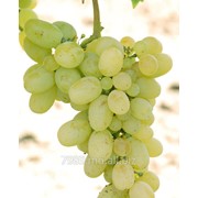 Виноград Виктория в Молдове фото