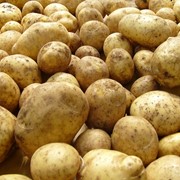 Картофель свежий, продажа, Сумы, Украина фото