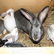Кролики породы серый велетень, кролики Украина, кролики живой вес фото