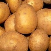 Продовольственный картофель фото