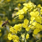 Семена рапса ярового 1 кг фото