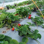 Выращивание клубники (земляники) фото