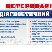 УЗИ диагностика коров свиней фото
