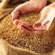 Пшеница продажа, опт Украина