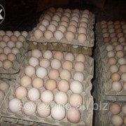 Инкубационное яйцо фото