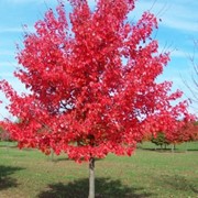 Клены Acer rubrum October Glory фотография