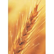 Купим пшеницу 3кл. (по условиям EXW) Крым фото