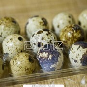 Яйца перепелиные пищевые, Яйца перепелиные столовые фото