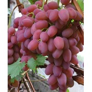 Виноград Гелиос Grapes Gelios фотография