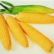 Семена кукурузы РИК 340 МВ фотография