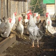 Суточные цыплята кур породы Борковская барвыстая с вакцинацией фотография