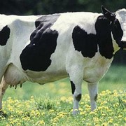 Коровы фото
