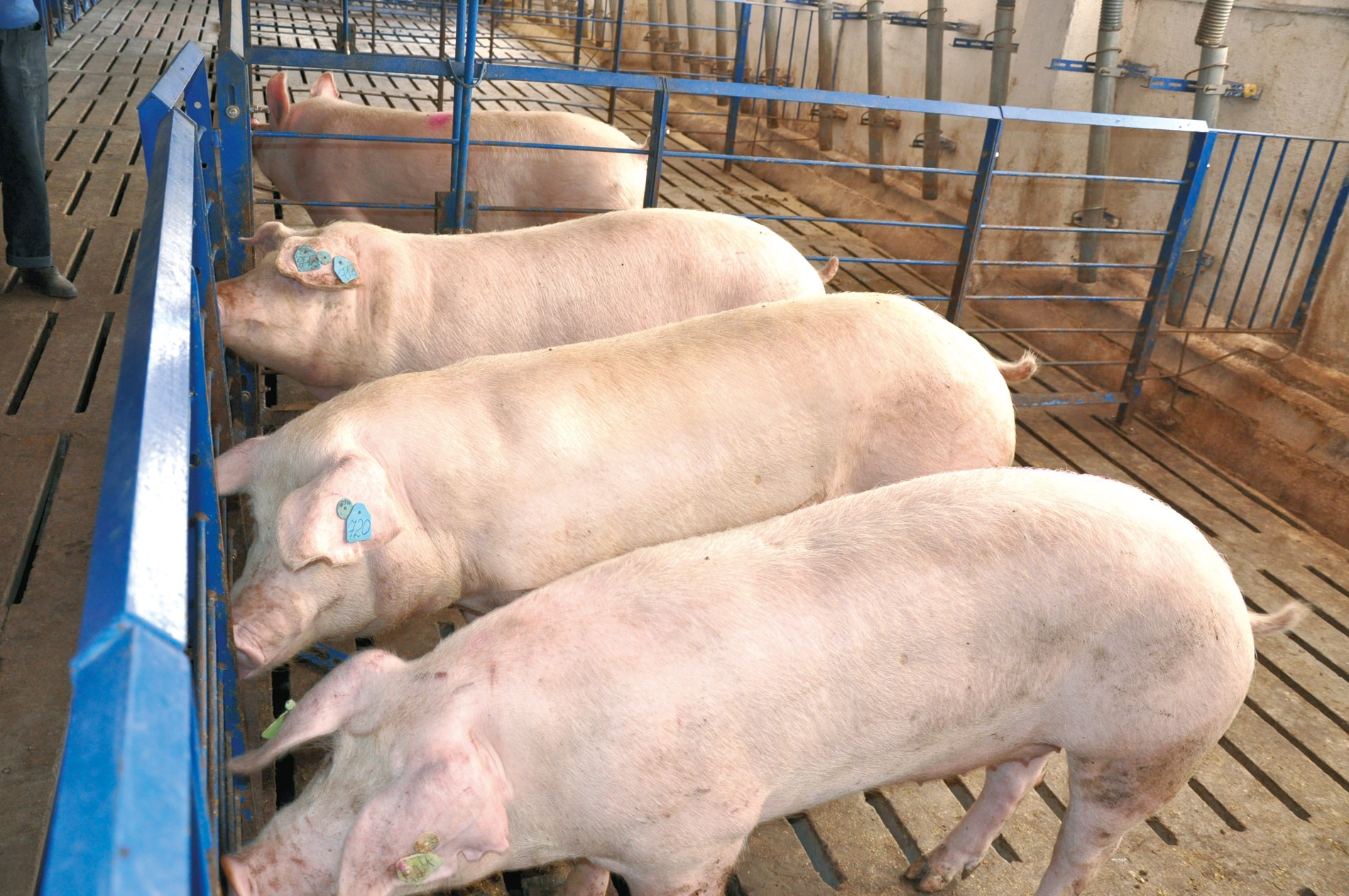 Купить свинину живым весом. Откорм свиней. Мясной откорм свиней. Беконный откорм свиней. Мясной откорм поросят.