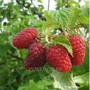 Саженцы ягодных кустарников малина Гусар фотография