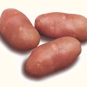 Картопля насіннева сорту Ред Скарлетт фото