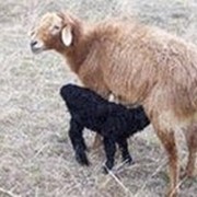 Ягненок эдильбаевской овцы фотография