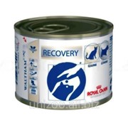 Лечебная консерва для собак и кошек Royal Canin Recovery 0,195 кг фото