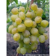 Столовый виноград крупный сорт Восторг, урожай 2015