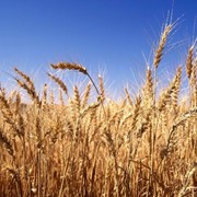 Пшеница твердых и мягких сортов