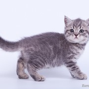 Корнелия Литтл Джой фото