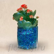 Цветущее каланхое фото