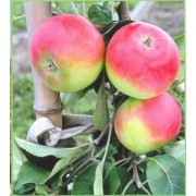 Саженцы яблони Эрли женева фото