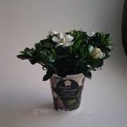 Гардения жасминовая -- Gardenia jasminoides