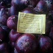Продам лук и картофель из Египта оптом фото