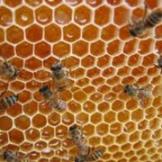 Пчелиная продукция оптом фото