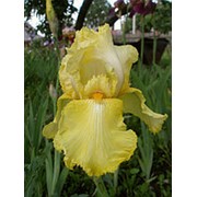 Ирис бородатый Лайм Физз (Iris germanica Lime Fizz), 7л. горшок. фото