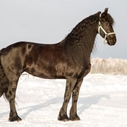 Лошади фризской породы Marlien