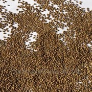 Семена кормовых трав (люцерна, клевер, вика, суданская трава, райграс)