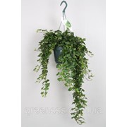 Плющ обыкновенный Wonder -- Hedera helix Wonder фото