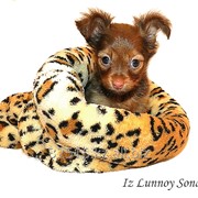 Русский той (той-терьер), питомник “Из Лунной Сонаты“ - длинношерстные девочки фото