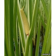 Аир болотный, Acorus calamus