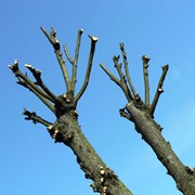 Обрезка плодоносных деревьев сада фото
