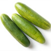 Огурцы (Cucumber)