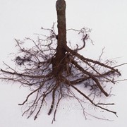 Маточный корень малины фото