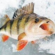 Св. м. речная рыба, свежая рыба фото