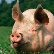 Добавка Премикс Аминовитан С1 свиньи на откорме фото