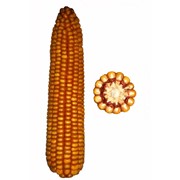 Гібрид кукурудзи Гальчин 170 СВ