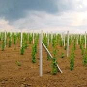 Столбики виноградные железобетонные фото