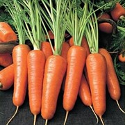 Морковь Украина фотография