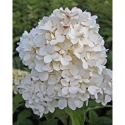 Гортензия метельчатая Мэджикал Кэндл фото