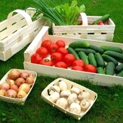 Лотки для ягод фото