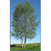 Береза Betula albosinensis Fascination 380 – 400