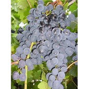 Саженцы винограда (сорт Молдова) фотография